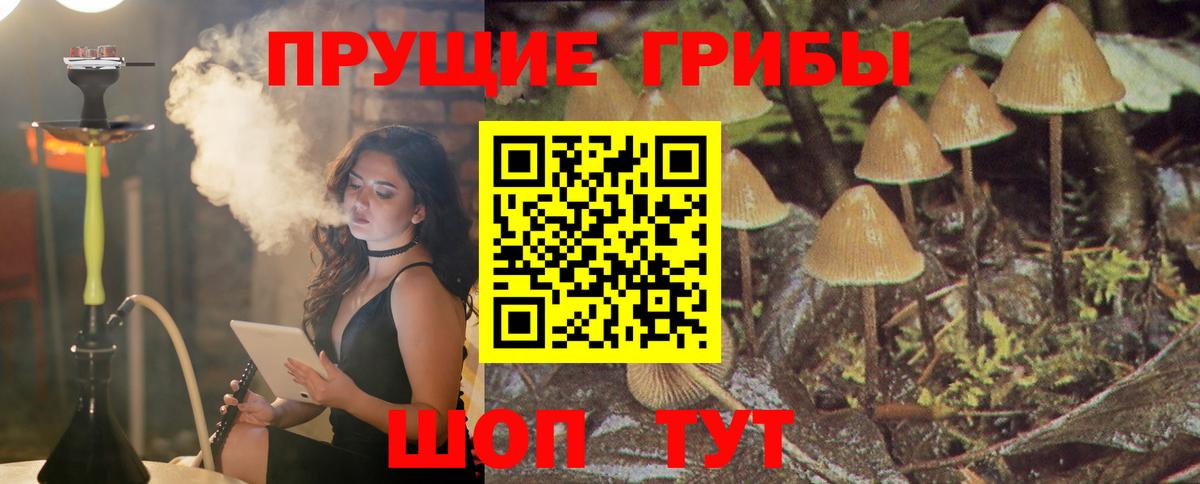 Псилоцибиновые грибы Cubensis Конаково